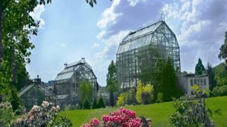 Львів'ян запрошують дивитися на цвітіння півоній у Ботанічному саду