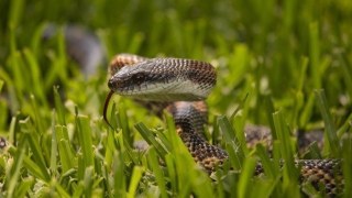 На Сколівщині 9-річну дитину вкусила змія