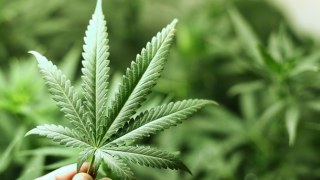 Парламент розгляне можливість легалізації марихуани