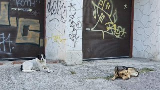 У Львові порахують всіх безпритульних собак міста