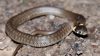 На Сколівщині від укусу змії постраждала місцева мешканка