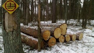 На Львівщині викрили чоловіка, який розкрадав деревину з держпідприємства