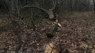 Працівників лісгоспу на Самбірщині викрили на вирубці лісу