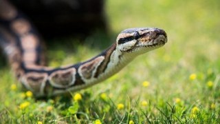За добу на Сколівщині четверо людей вкусила змія