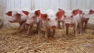 На Стрийщині виявили спалах африканської чуми свиней