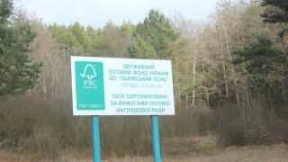 Посадовці одного із лісгоспів Львівщини дозволили вирубати столітні дерева
