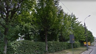 Фірма дружини Вітика незаконно зрубала дерева на вулиці Зеленій у Львові
