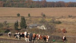 Львівська облрада виділила 20 мільйонів на підтримку селянських фермерських господарств