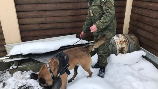 У 2019 році собаки-поліцейські допомогли розкрити 264 злочини на Львівщині