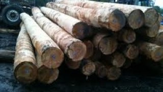 Підприємство Львівщини не сплатило понад 2 млн. грн. податку з продажу деревини