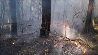 На Яворівщині через спалювання сухостою загорівся лісовий підстил