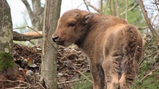 У Національному парку "Сколівські Бескиди" народилось п'ять зубренят