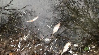 У річці на Львівщині масово подохла риба