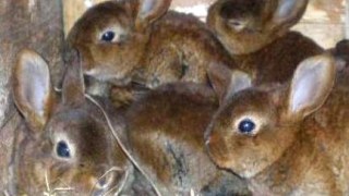 На Львівщині підліток викрав 19 кролів на суму 3 100 грн