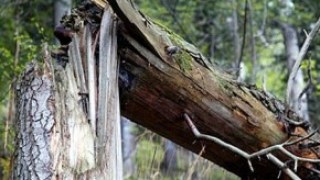 Шість тисяч уражених дерев необхідно знешкодити на Львівщині