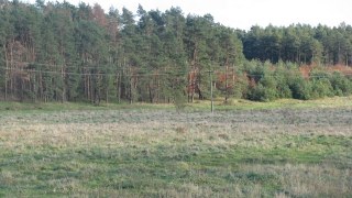 В Україні прийняли закон, що передбачає збереження самосійних лісів