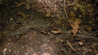 У Брюховицькому лісі біля Львова виявили колонію невідомих личинок