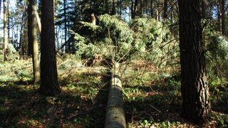 Мешканця Сколівщини оштрафували за незаконну вирубку дерев