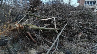 У Львові незаконно вирубали дерева вартістю понад 50000 гривень