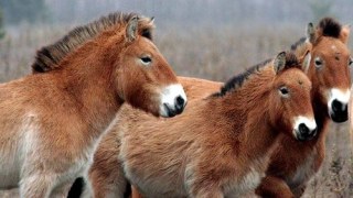 У парку на Яворівщині успішно проживає вид коней, якому загрожує зникнення
