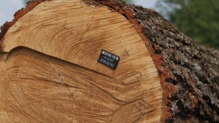 На території Кам'янка-Бузької ОТГ вирубали дерева на майже 200 тисяч гривень
