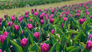 Підприємець з Нідерландів подарував Львову 60 тисяч тюльпанів