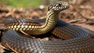 На Стрийщині місцевий мешканець потрапив до реанімації через укус змії