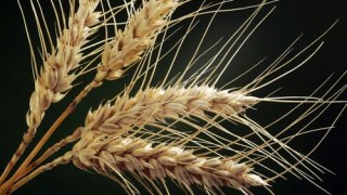 На Львівщині посіяли 9,1 тис га ранніх ярих зернових культур