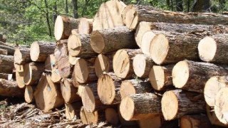 Через рік на Львівщину прийде працювати багато польських фірм, які перероблятимуть лісокругляк – Віктор Галасюк