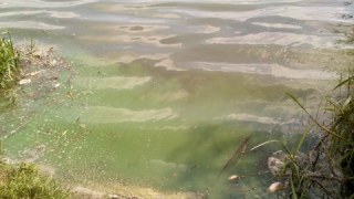 У Добротвірському водосховищі масово загинула риба