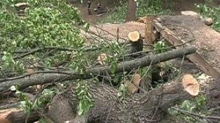 840 дерев незаконно зрубані на Жовківщині