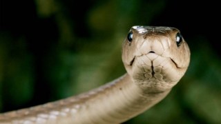На Сколівщині 39-річний чоловік потрапив до лікарні через укус змії