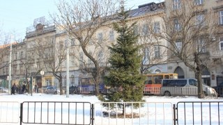 На Львівщині розробили мобільний додаток для перевірки легальності погодження новорічних ялинок