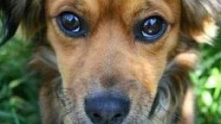 Львівська міськрада виділить півмільйона гривень на будівництво притулку для бездомних собак