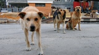 У Львові на вулиці Костя Левицького невідомі труять бездомних собак