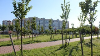 У Львові цього тижня обрізатимуть аварійні дерева