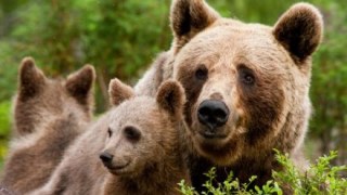 На Львівщині з розплідника зникли ведмеді