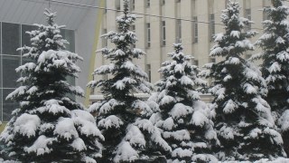 Козицький зобов'язав лісгоспи утворити пункти продажу ялинок до 20 грудня