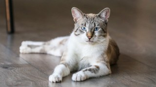 Скажена кішка поставила на вуха три сільради на Львівщині