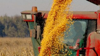 Урожай зернових культур в Україні може знизитися на 20-30%