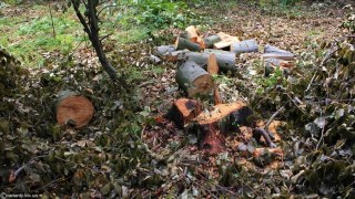 На Дрогобиччині незаконно зрізали більше ста дерев