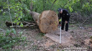 Мешканця Дрогобиччини затримали за незаконну вирубку лісу
