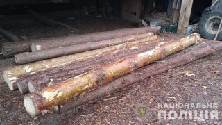 На Яворівщині виявили пилораму із немаркованими хвойними деревами
