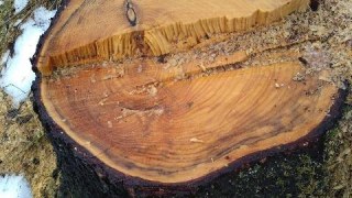 Місцевий мешканець вирубував дерева у парку Надсянський на Самбірщині