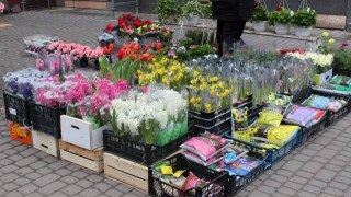 Львівська ОВА витратить 300 тисяч на троянди та хризантеми з синьо-жовтою стрічкою