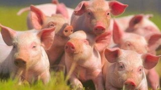 У 2012 році Україна імпортувала понад 63 тисячі тонн свинини