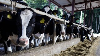 Канадці планують відкривати на Львівщині молочний завод