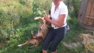У Трускавці побито активістку руху захисту безпритульних тварин