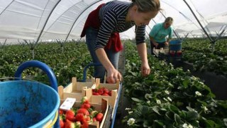 22% українських заробітчан хочуть переїхати до  Польщі на постійно