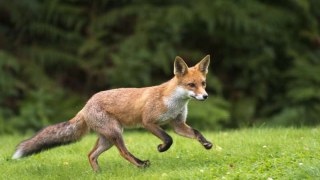 На Львівщині планують створити групи для відлову лисиць